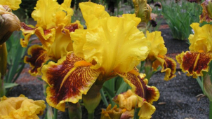 Botanická zahrada zve na rozkvetlé kosatce