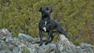 Muž od sebe chtěl odtrhnout dva psy, ti ho při tom poranili