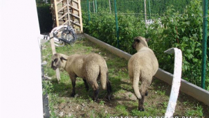 Beránci se vydali na procházku po Brně