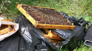 Ke kontejnerům v Žabovřeskách někdo vyhodil včelstvo