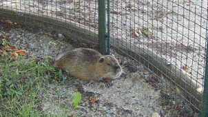 Děti si mohly pohladit nutrii