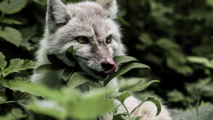 V brněnské Zoo mají dvě nové samice korsaka