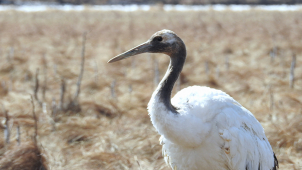 Jeřábi na Dálném východě mají vysílačky z Brna