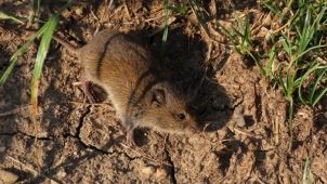 Odborníci z Mendelu se vyjadřují k hrabošovi