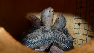 Zoo Brno odchovala trojčata největších afrických papoušků