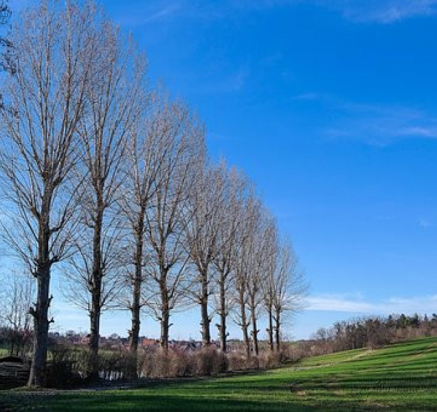 V brněnském hájku rostou nové topoly
