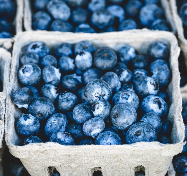 Kraj pomůže nastartovat projekt Borůvkové farmy