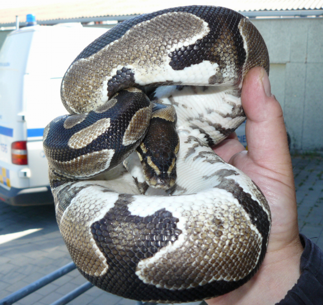 Krajta královská se v noci připlazila do domu mladé rodiny