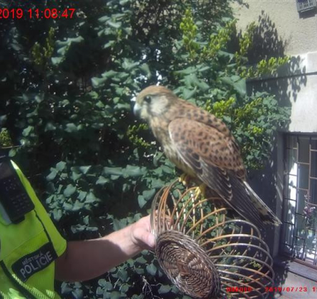 Strážníci pomáhají zvířatům sužovaným horkem