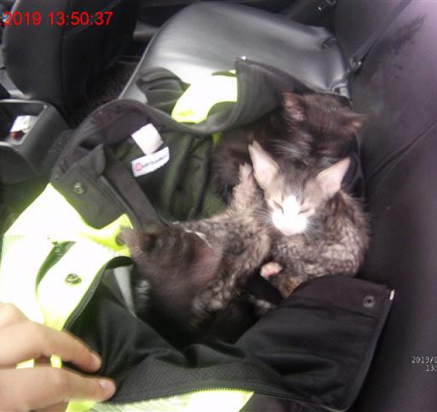 Strážníci našli při kontrole čtyři opuštěná koťata