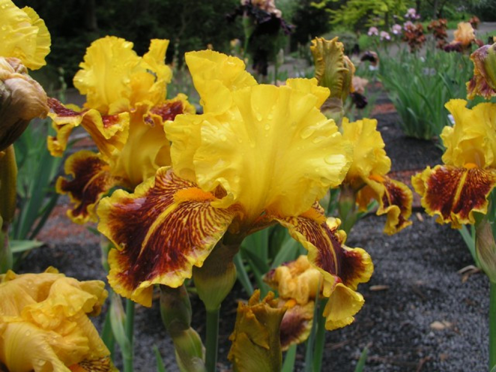 Botanická zahrada zve na rozkvetlé kosatce