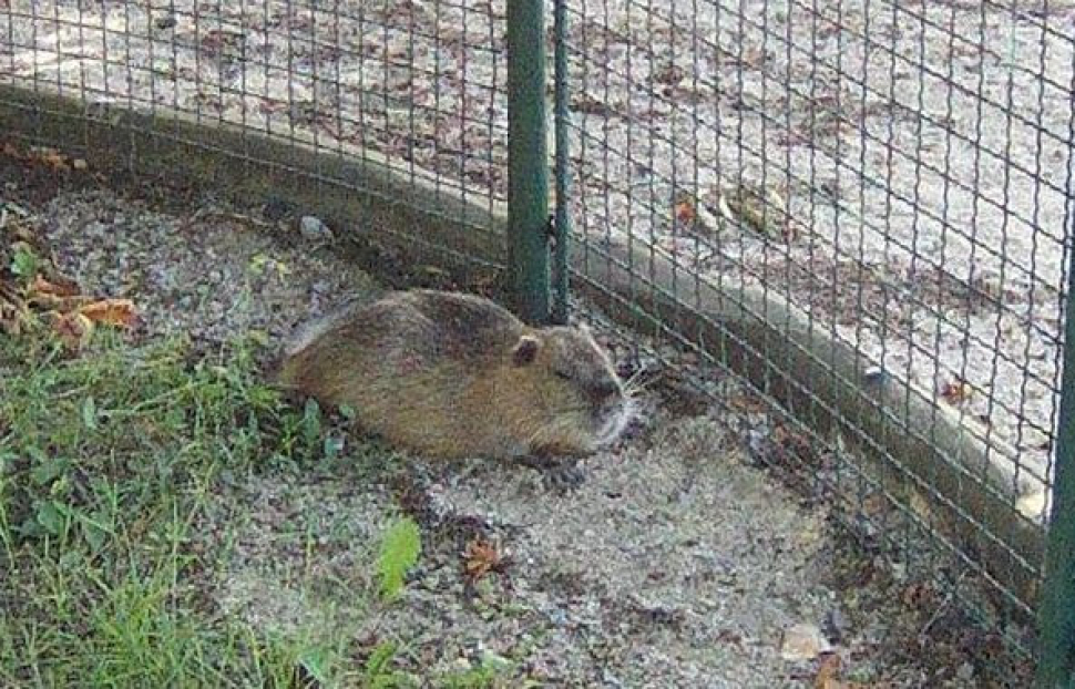 Děti si mohly pohladit nutrii