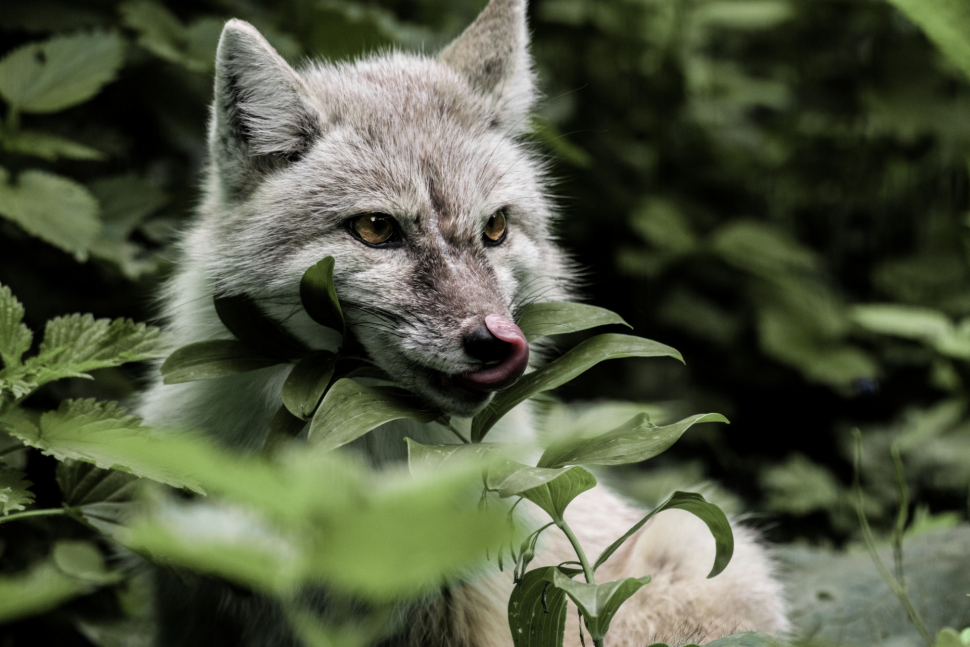 V brněnské Zoo mají dvě nové samice korsaka