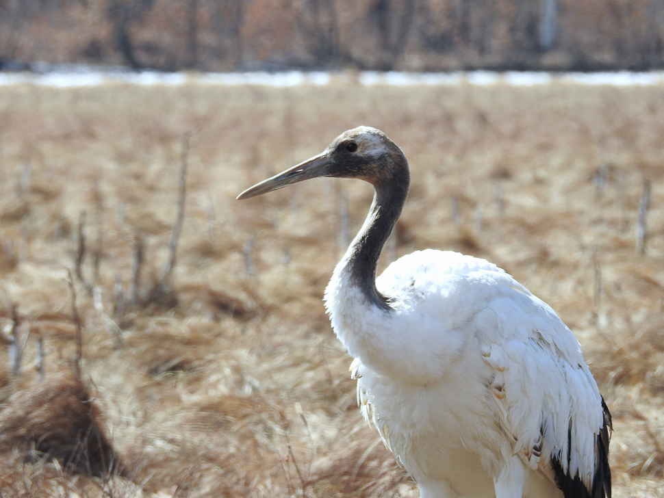 Jeřábi na Dálném východě mají vysílačky z Brna