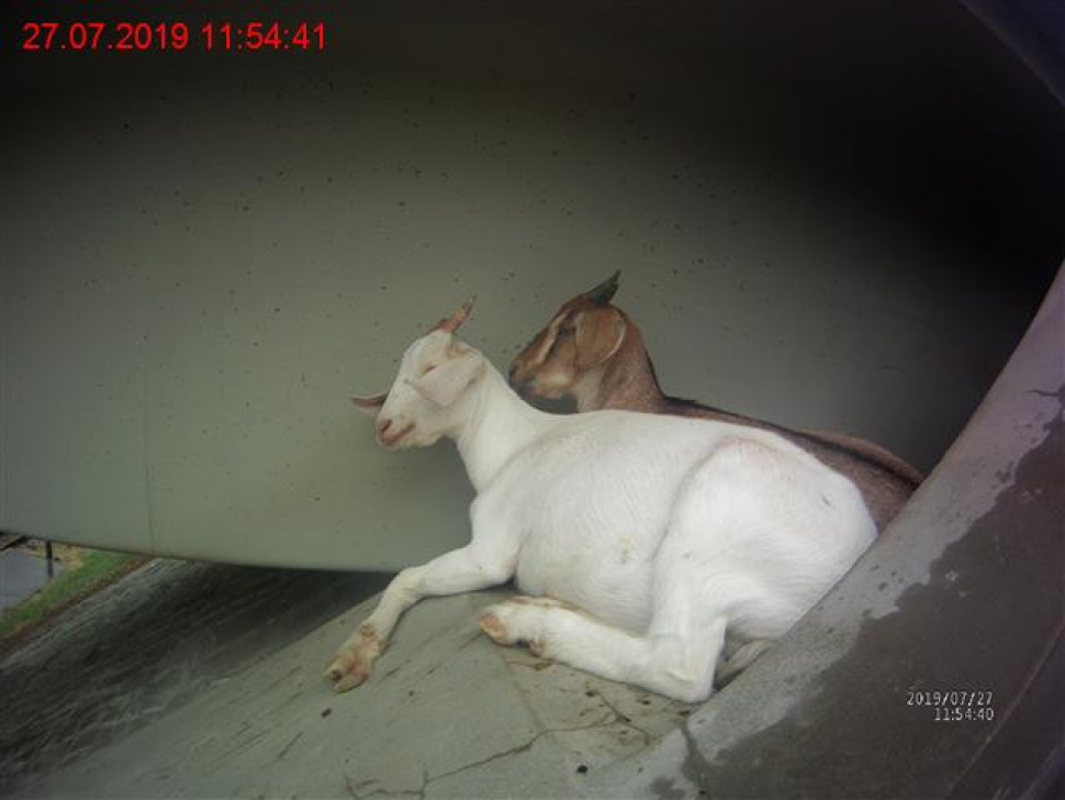 Strážníci znovu odchytávali kozy v Líšni, lezly po mostě