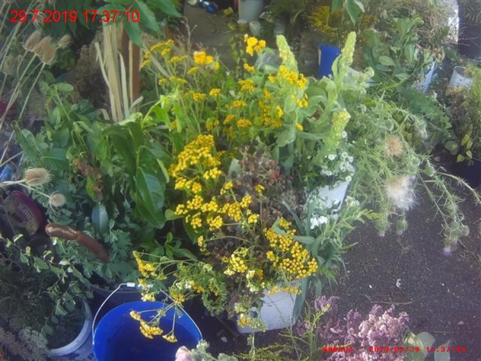 Žena měla v košíku desítky natrhaných květin