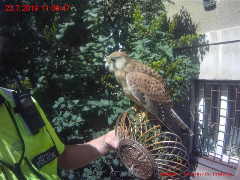 Strážníci pomáhají zvířatům sužovaným horkem