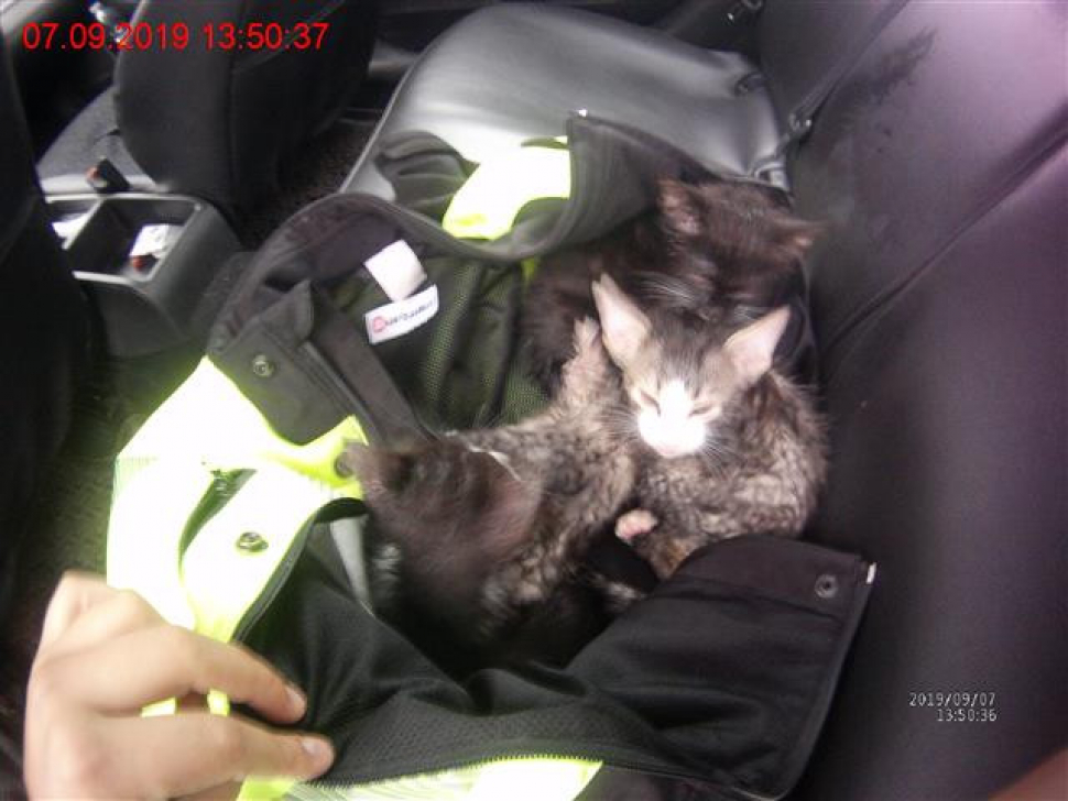 Strážníci našli při kontrole čtyři opuštěná koťata